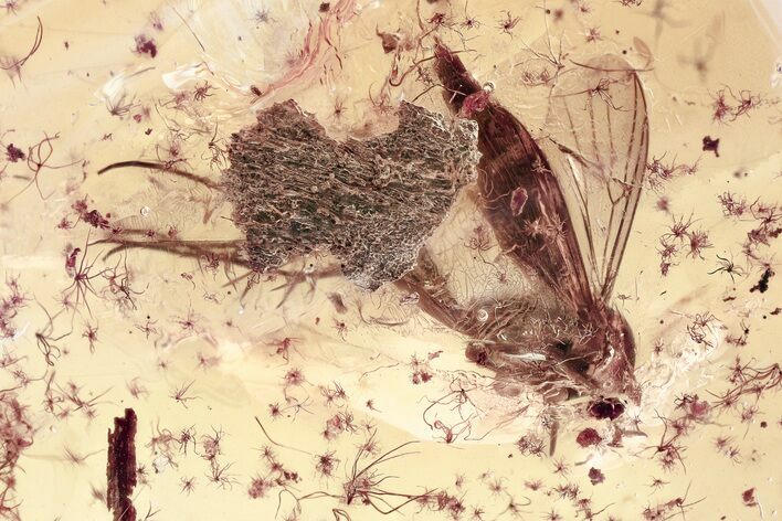 Detailed Fossil Gnat and Oak Stellate Hair Clusters in Baltic Amber #367524